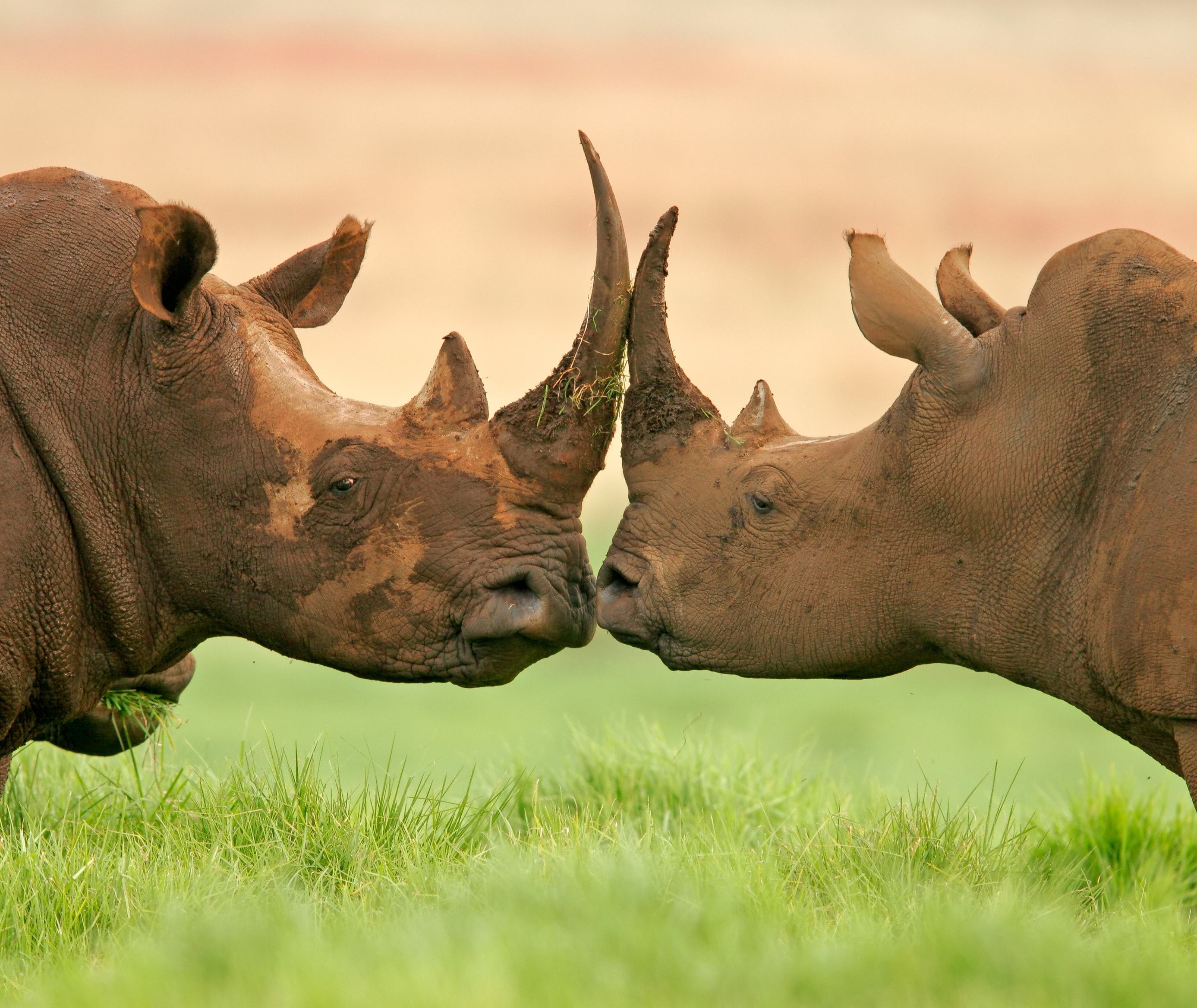 Dierenwelzijn bij 333travel